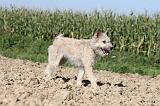 BOUVIER DES ARDENNES 078